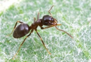 μυρμηγκια