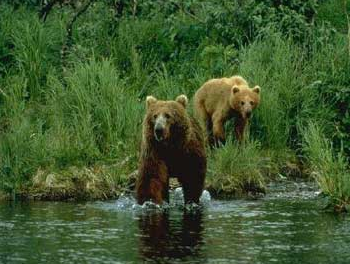 arkoydes - αρκουδες