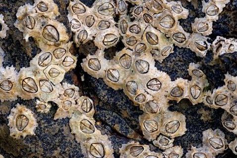 Τσιμέντο θυσανόποδου - Τα θυσσανόποδα ζουν στα ρηχά και τραβούν σωματίδια τροφής από το νερό κουνώντας ρυθμικά τα πόδια τους (Πηγή: Michael Maggs / Wikimedia Commons)  