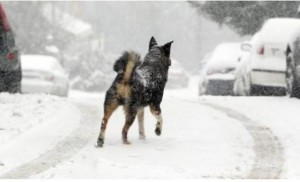 ΧΙΟΝΙ -ΣΚΥΛΙ