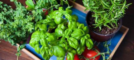 faire-un-mini-potager-balcon