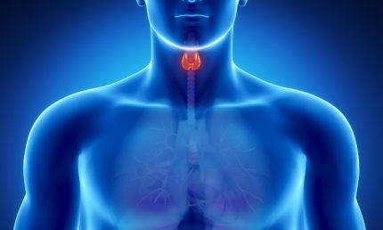 Male thyroid anatomy